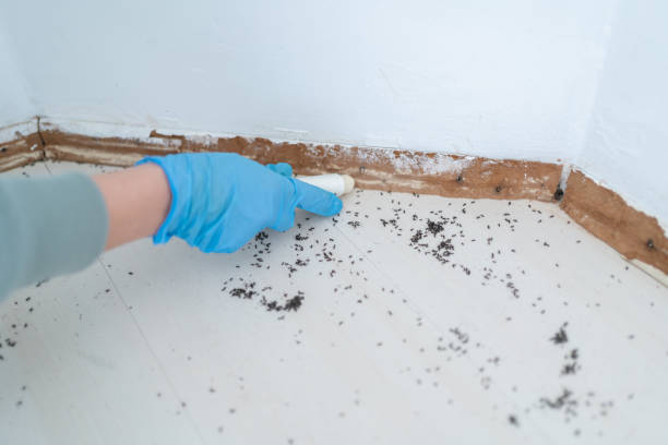 Best Termite Control Services  in Minerva Park, OH