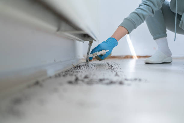 Best Insect Control  in Minerva Park, OH
